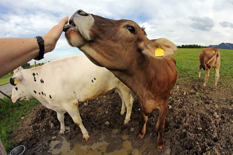 Photo cow
