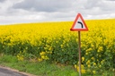 Photo rapeseed