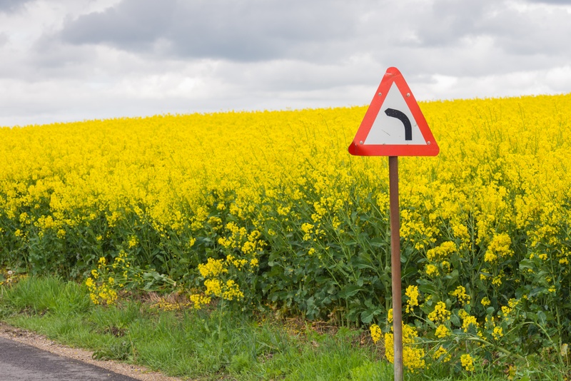 Photo rapeseed