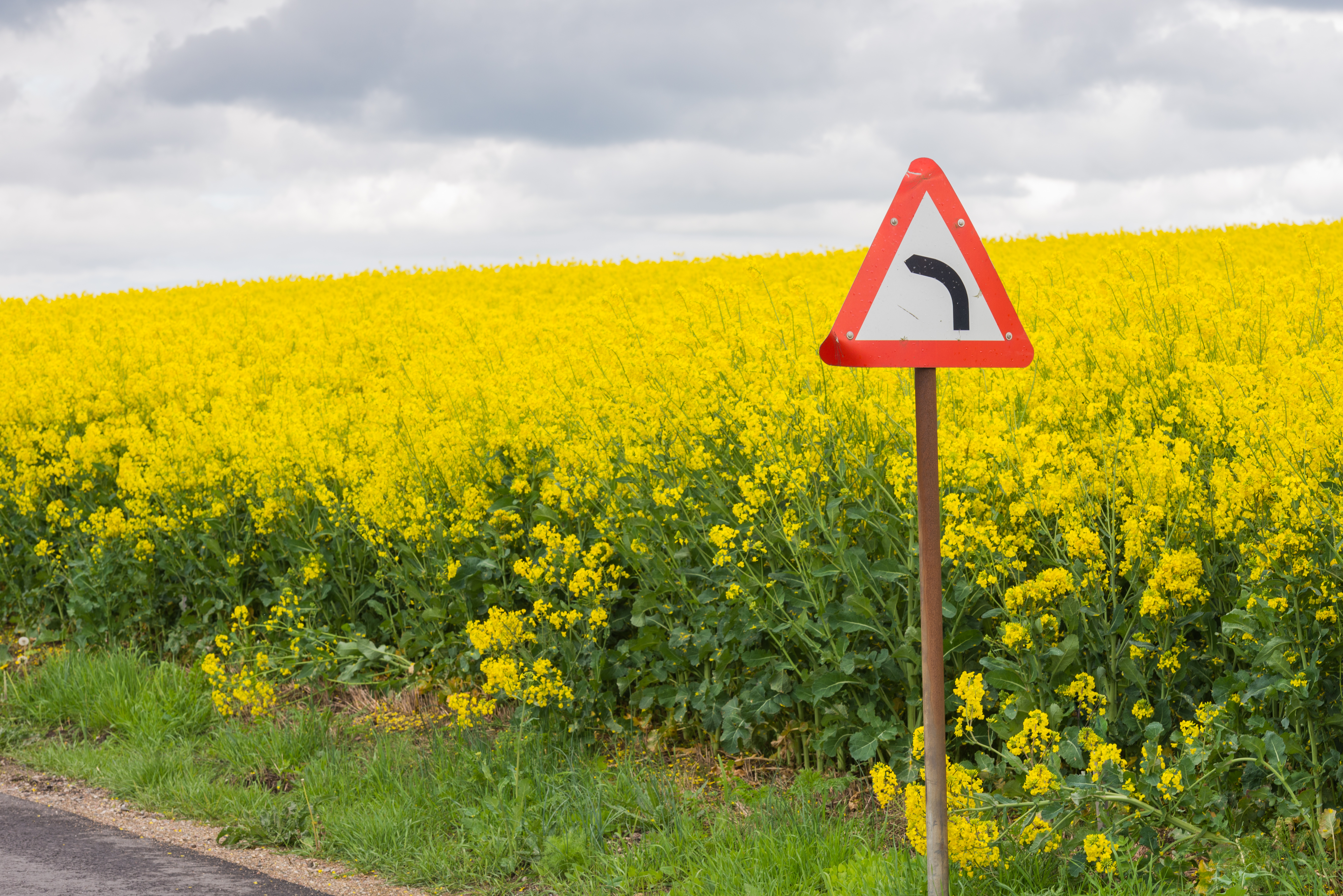 Photo rapeseed