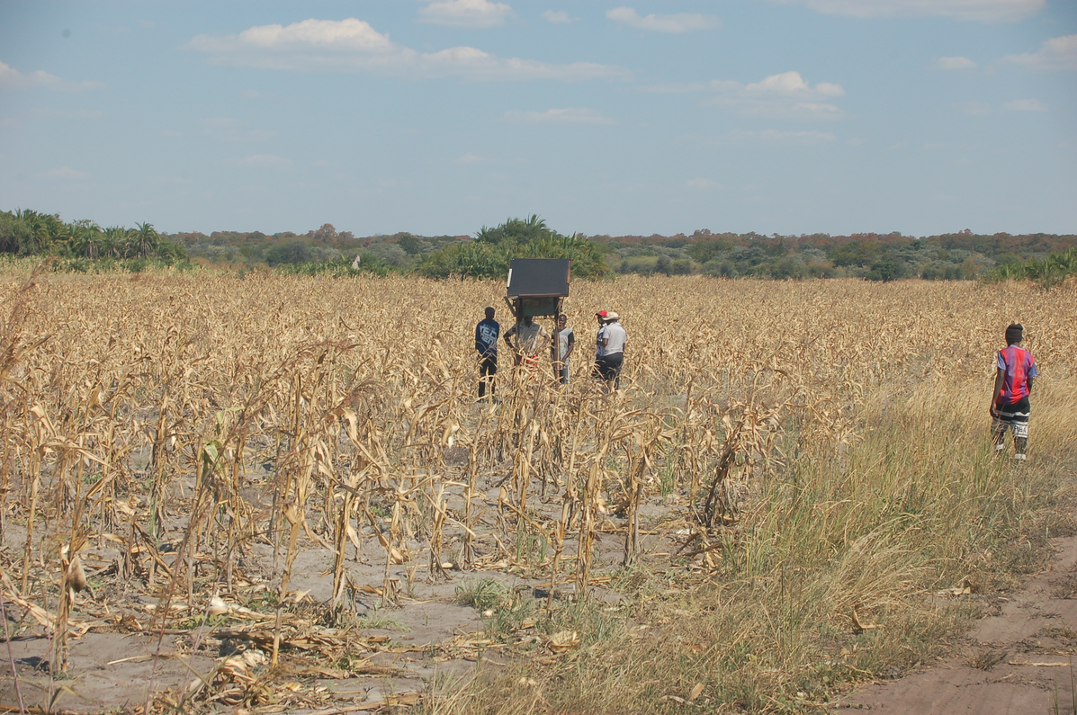 Community protected maize field with Solar electric fence to prevent elephant raids in Chulo, Angola, ©Meyer-Sand, 2023
