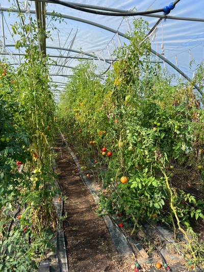Heidelberg Excursion Gemüsekultur Heidelberg Tomatos Heidelberg Excursion Gemüsekultur Heidelberg Tomatos