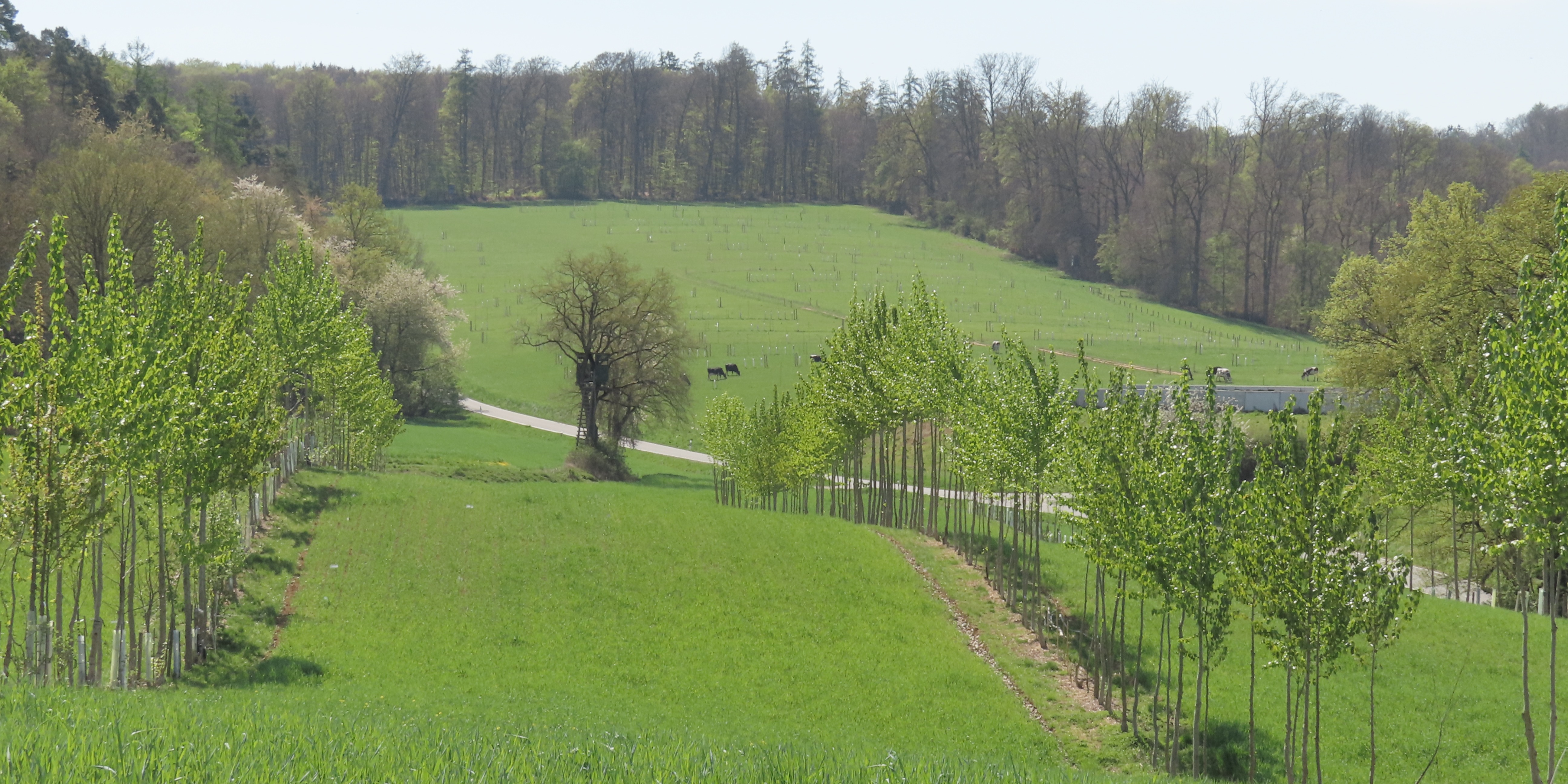 Alley cropping system GH1 and the silvopastoral system GH2 at Gladbacherhof