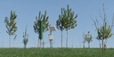 Cosmic Ray Neutron Sensing in the alley cropping system GH1