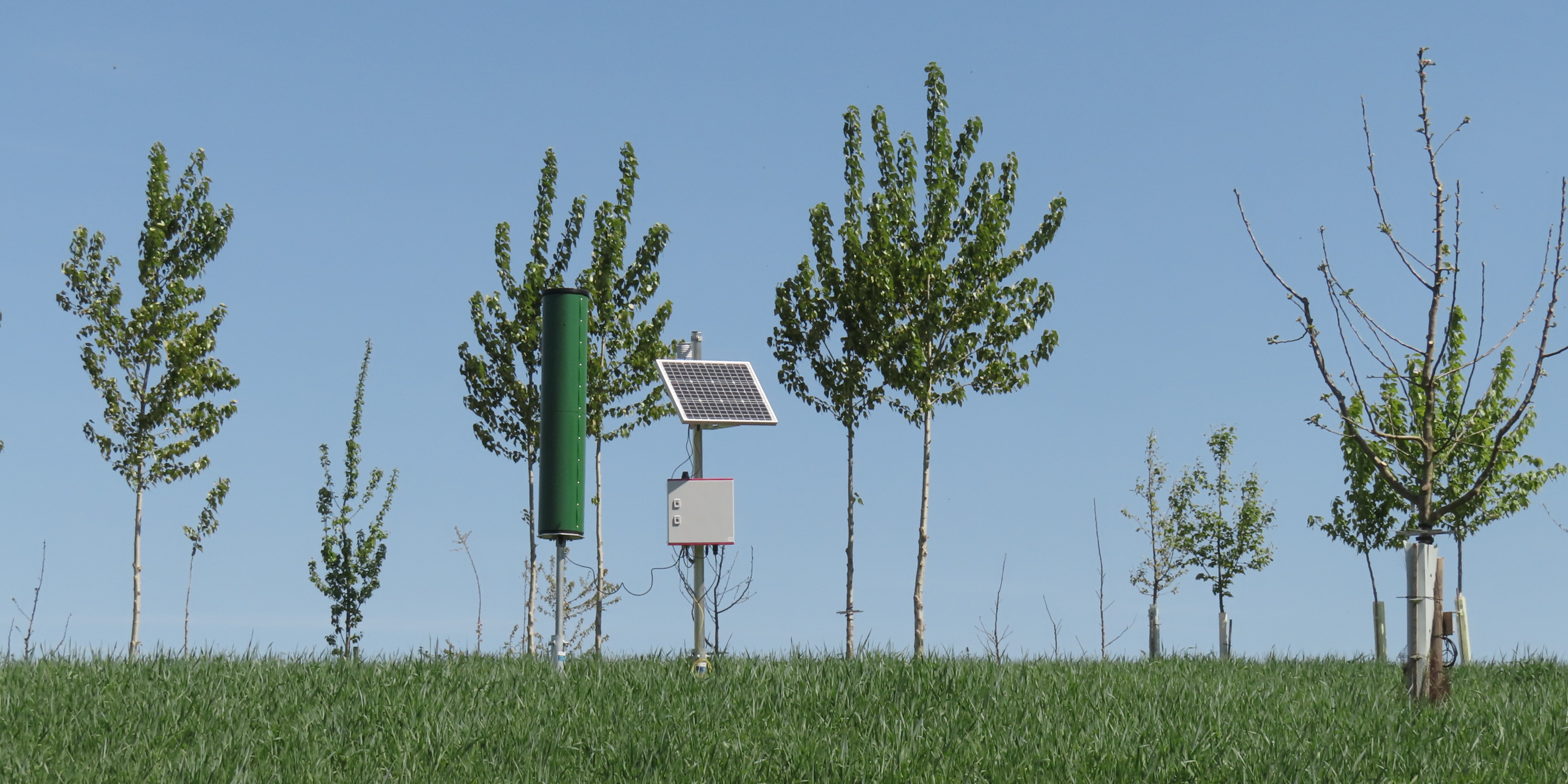 Cosmic Ray Neutron Sensing in the alley cropping system GH1
