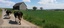 zirkuh-foto-dairycows-zeidler_72.jpg