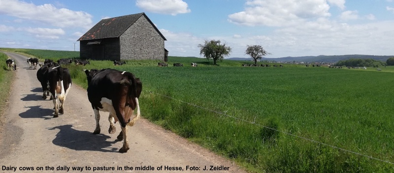 zirkuh-foto-dairycows-zeidler_72.jpg