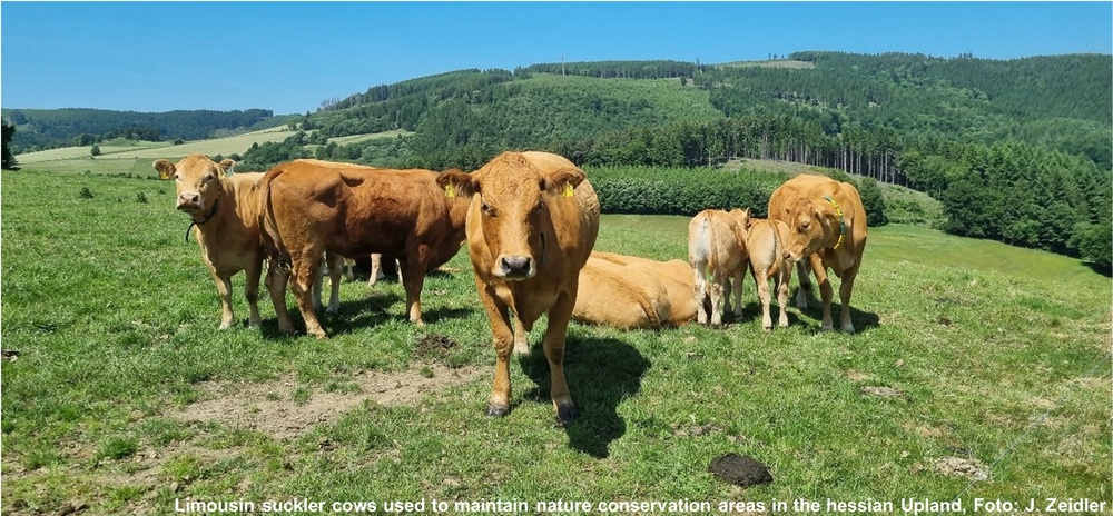 zirkuh-foto-limousin-zeidler_72.jpg