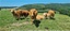 zirkuh-foto-limousin-zeidler_72.jpg
