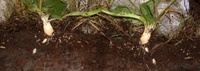 bild15-1013.jpg