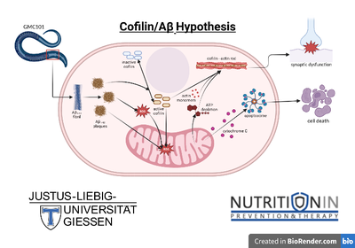 Graphical Abstract Cofillin Project