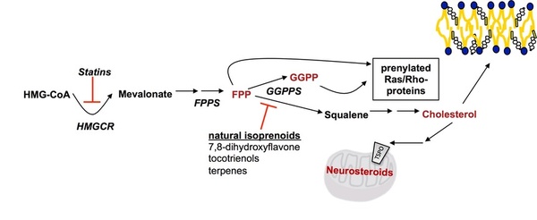 Isoprenylation of Rho-Proteins in aging and dementia