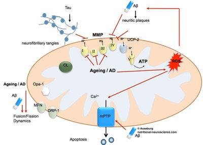 Mitochondrial dysfunction in aging and neurodegeneration