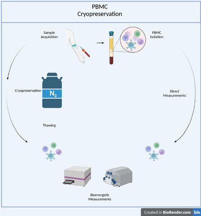 Graphical Abstract Cryopreservation PBMC