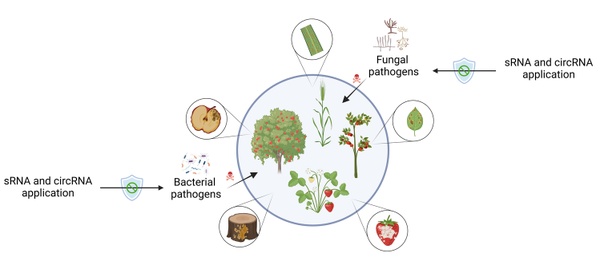 Figure sRNAs and circRNAs RNAi Nasfi