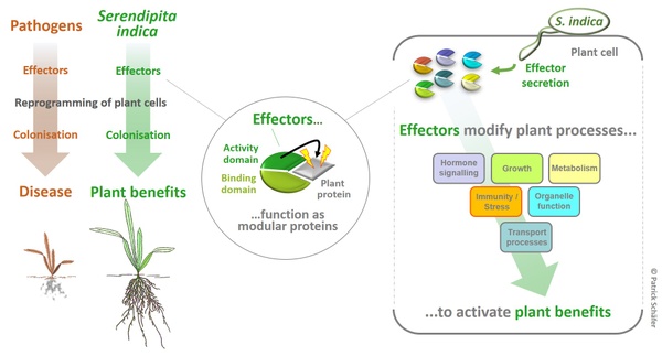 Figure Beneficial effectors
