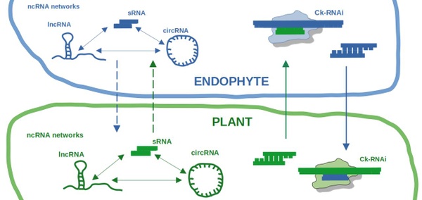 Figure RNAi Secic-Steinbrenner