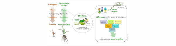 01_Figure_Beneficial effectors_Schäfer-P