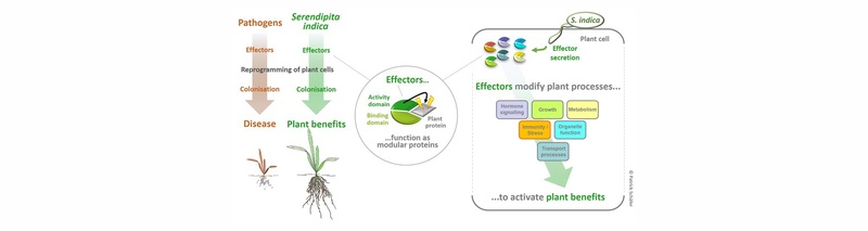 01_Figure_Beneficial effectors_Schäfer-P