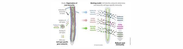 02_Figure_Root immunity_Schäfer-R