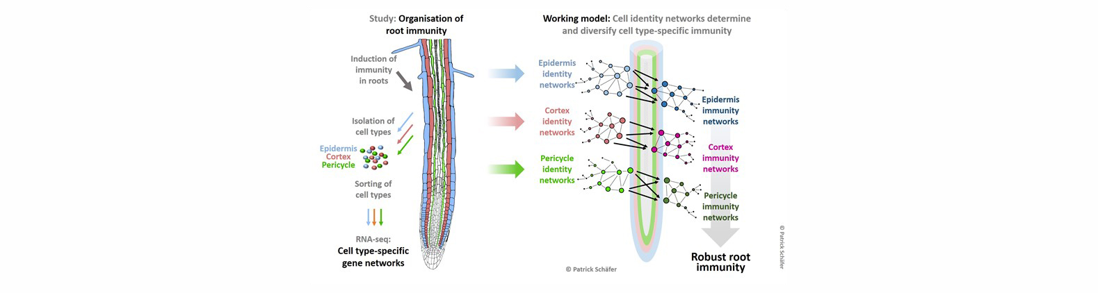 02_Figure_Root immunity_Schäfer-R