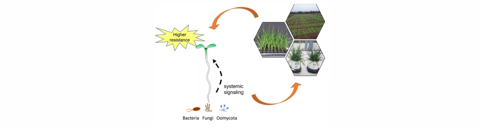 03_Figure_priming-responses-in-wheat_Thielmann