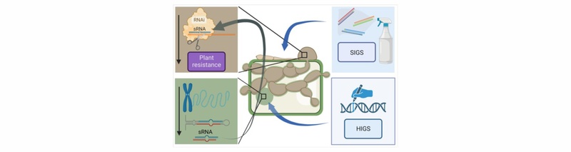 07_Figure_RNAi_Werner