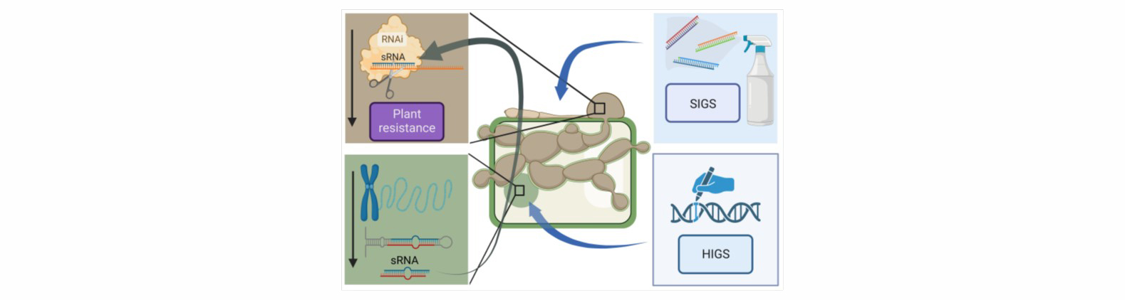 07_Figure_RNAi_Werner