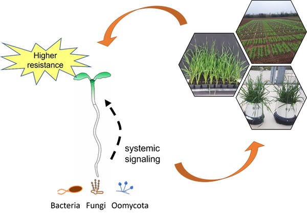 Priming responses in wheat