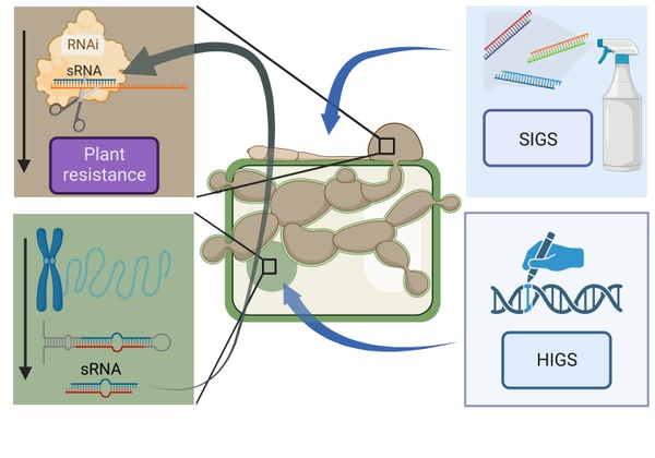 Figure RNAi Werner