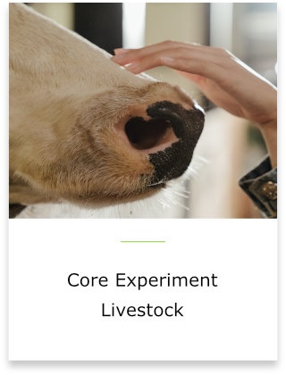 Core Experiment Livestock