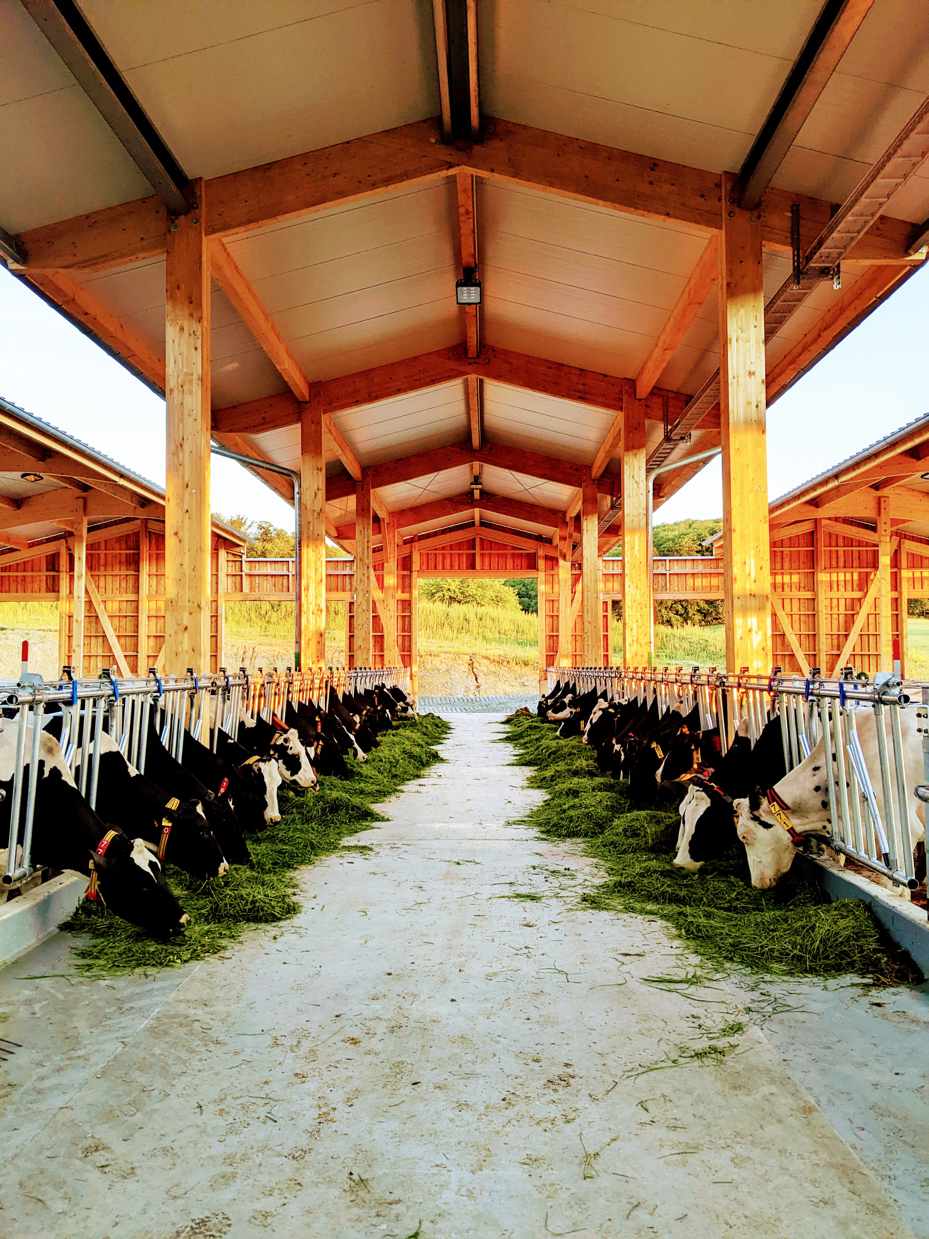 You can see cows in the new stables of the Gladbacher Hof (large scale)
