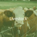 click here to get forwared to the project area 'livestock' (hover)