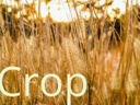 Crop