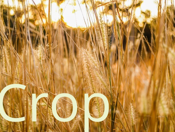 Crop
