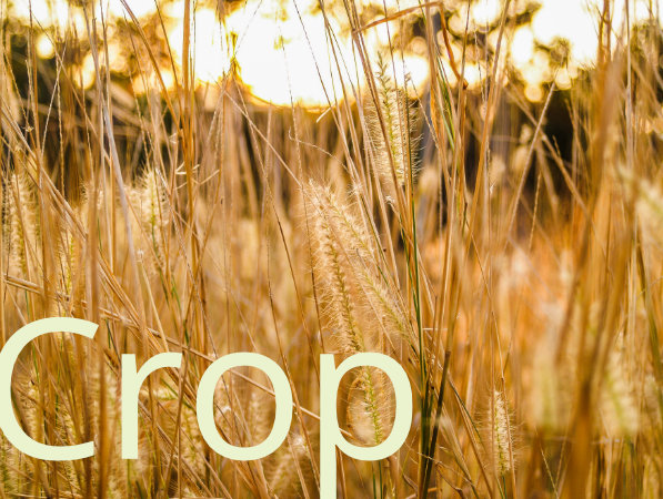 Crop