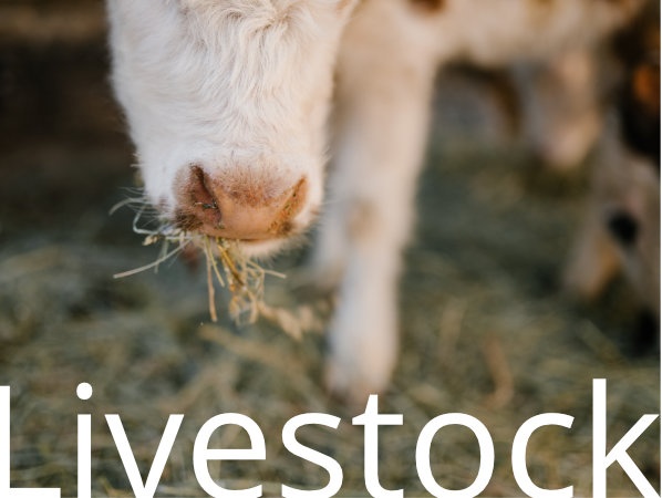 Livestock