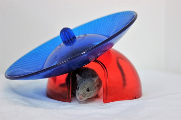 Maus sitzt in einem bunten Häuschen