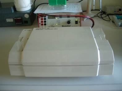 Immunoblot 2