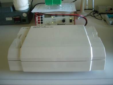Immunoblot 2