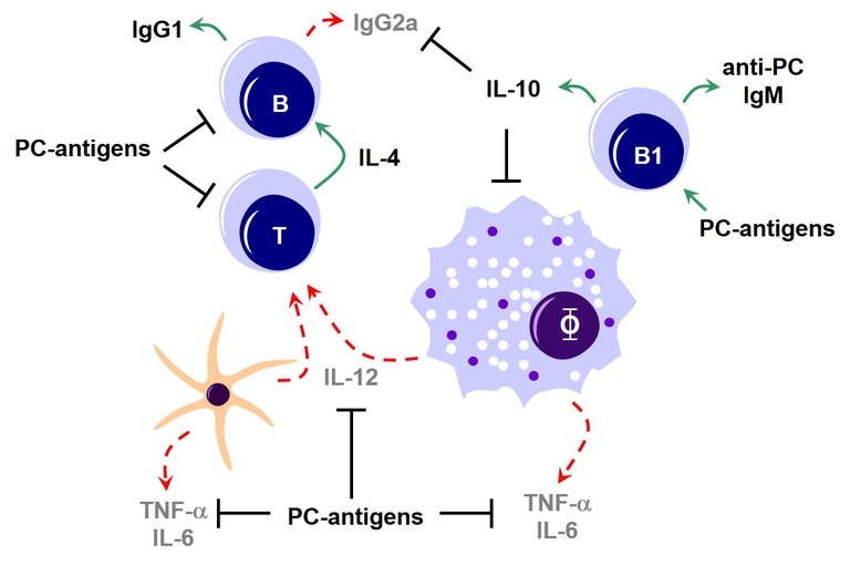 immunmodulation