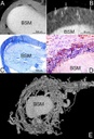 T2_Bild_2_Nano-CT