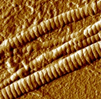 M3_Bild1_AFM-Bild von Kollagen Typ I-Fibrillen