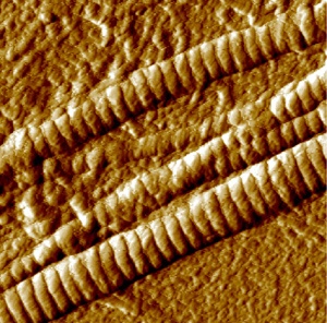 M3_Bild1_AFM-Bild von Kollagen Typ I-Fibrillen