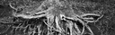 Sarah Bird Laurel Roots - Bannerformat.jpg