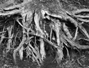 Sarah Bird Laurel Roots - Plakatformat - 1.jpg
