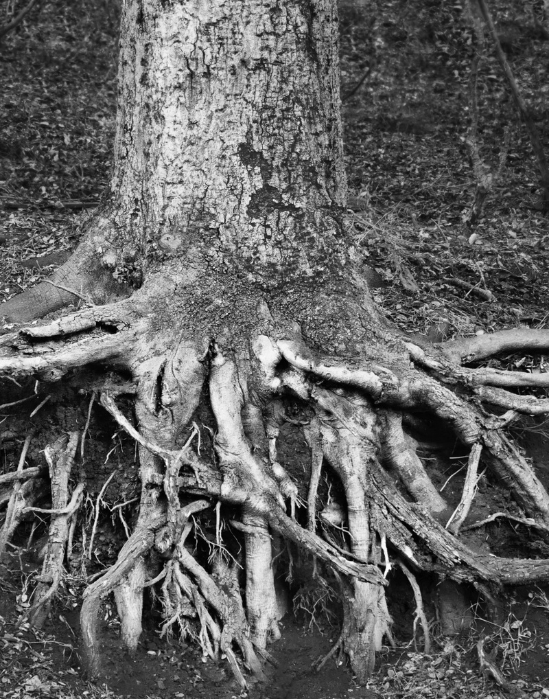 Sarah Bird Laurel Roots - Plakatformat.jpg