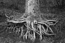 Sarah Bird Laurel Roots.jpg