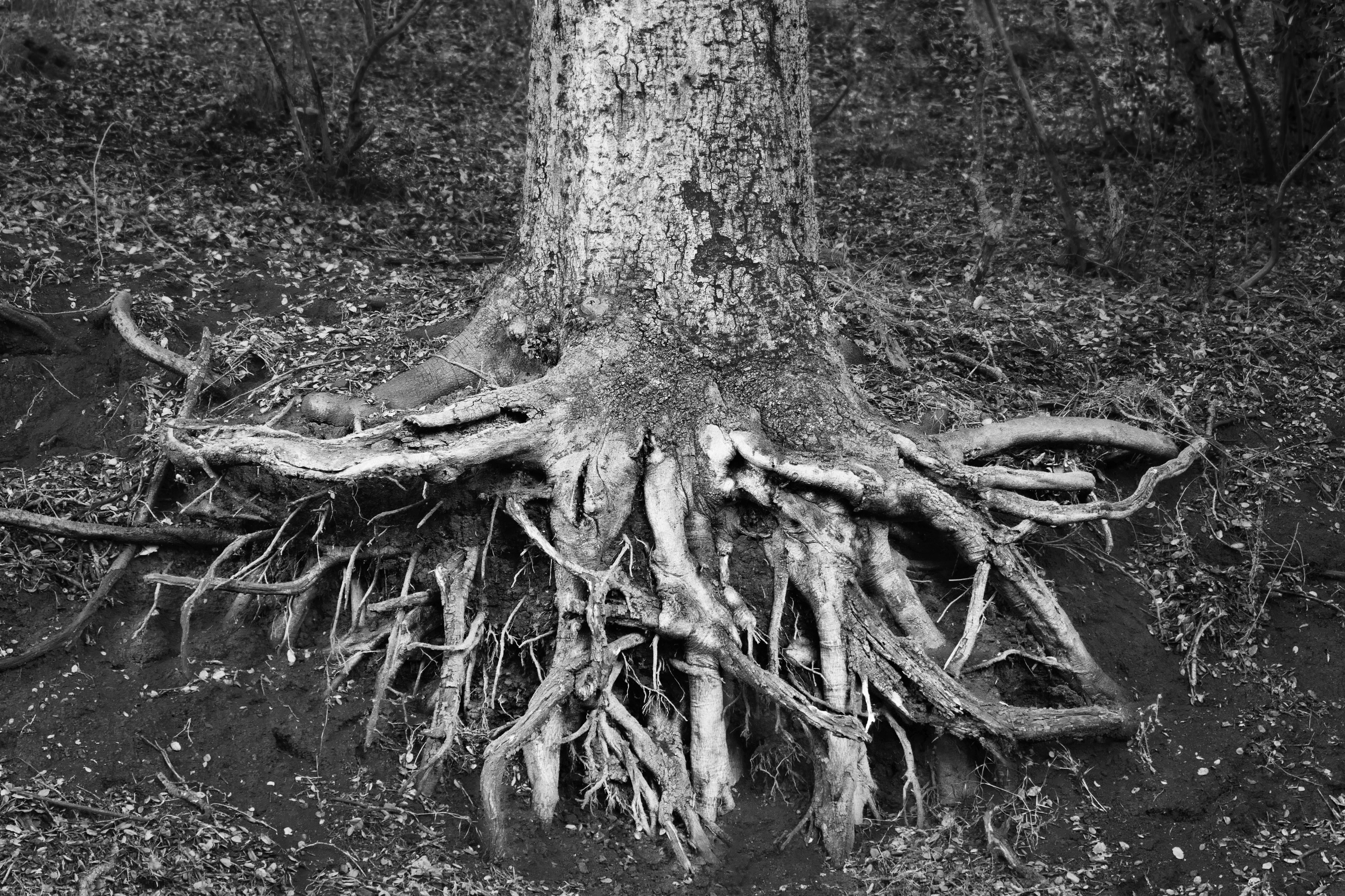 Sarah Bird Laurel Roots.jpg