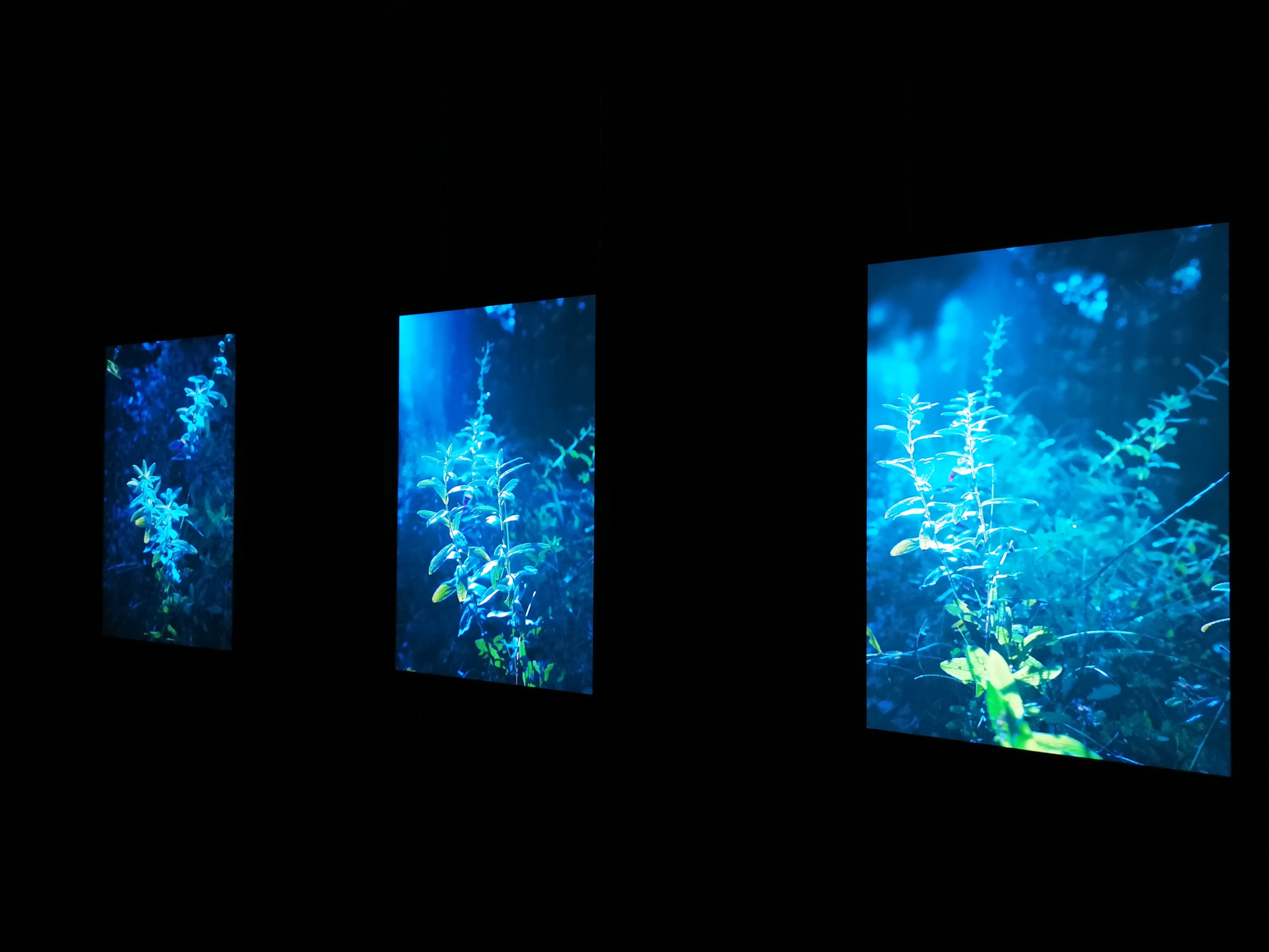 Anaïs Tondeur’s 'A Breath, at Night', evoking the scents and imagination of a moonlit garden © Muthuwahandi.jpg